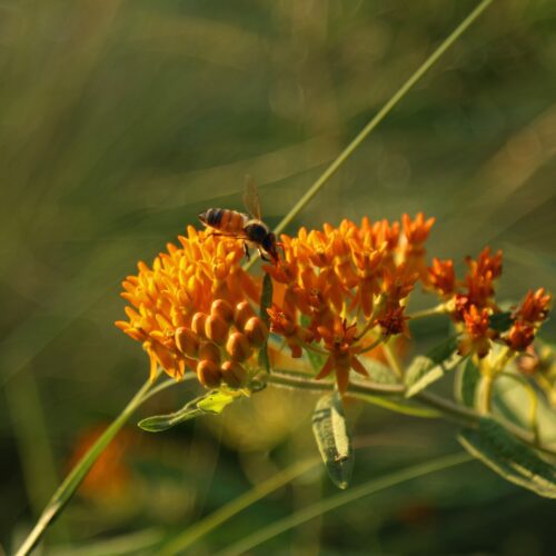 Prairie Garden in the Myriad Botanical Gardens - Photo by Doug Hoke (2018)